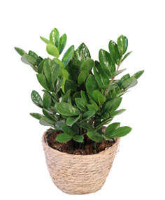 organic plant food for indoor plants All-Purpose Indoor Plant Food 2 Pack (16 fl. oz.) main image 0