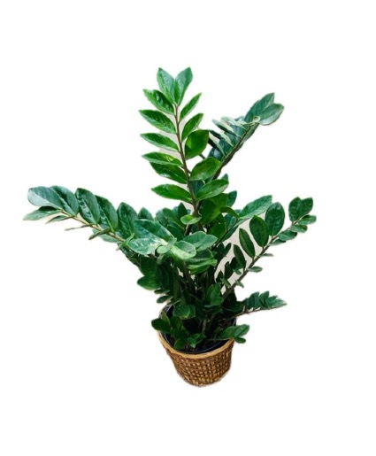 ZZ Plant Houseplant 