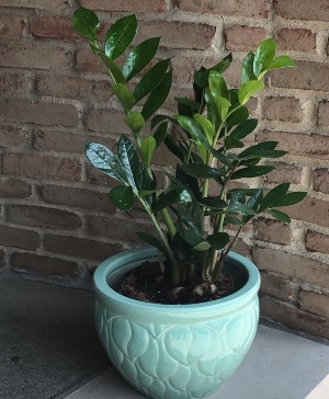 ZZ Plant In Handcrafted Ceramic Pottery 