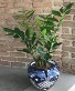 ZZ Plant In Handcrafted Ceramic Pottery 