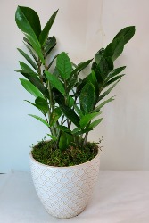 ZZ Plant In Moroccan Pot 