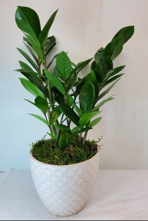 ZZ Plant In Moroccan Pot 