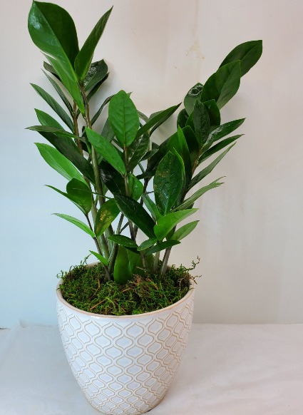 ZZ Plant In Moroccan Pot