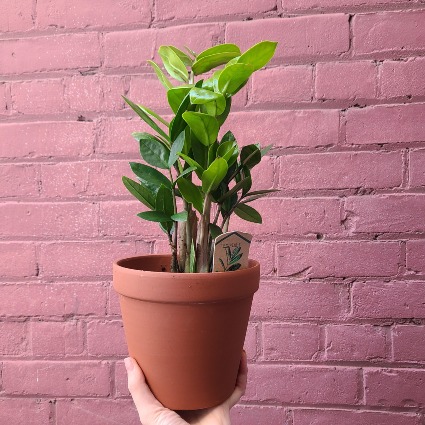 ZZ Plant Potted Plant