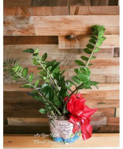 ZZ plant Plant