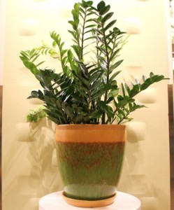 ZZ Plant Potted