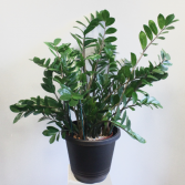 'ZZ Plant' Zamioculcas Zamiifolia