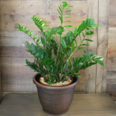 Zamioculcas Zamiifolia 'ZZ Plant'