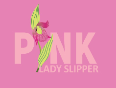 Pink Lady's Slipper